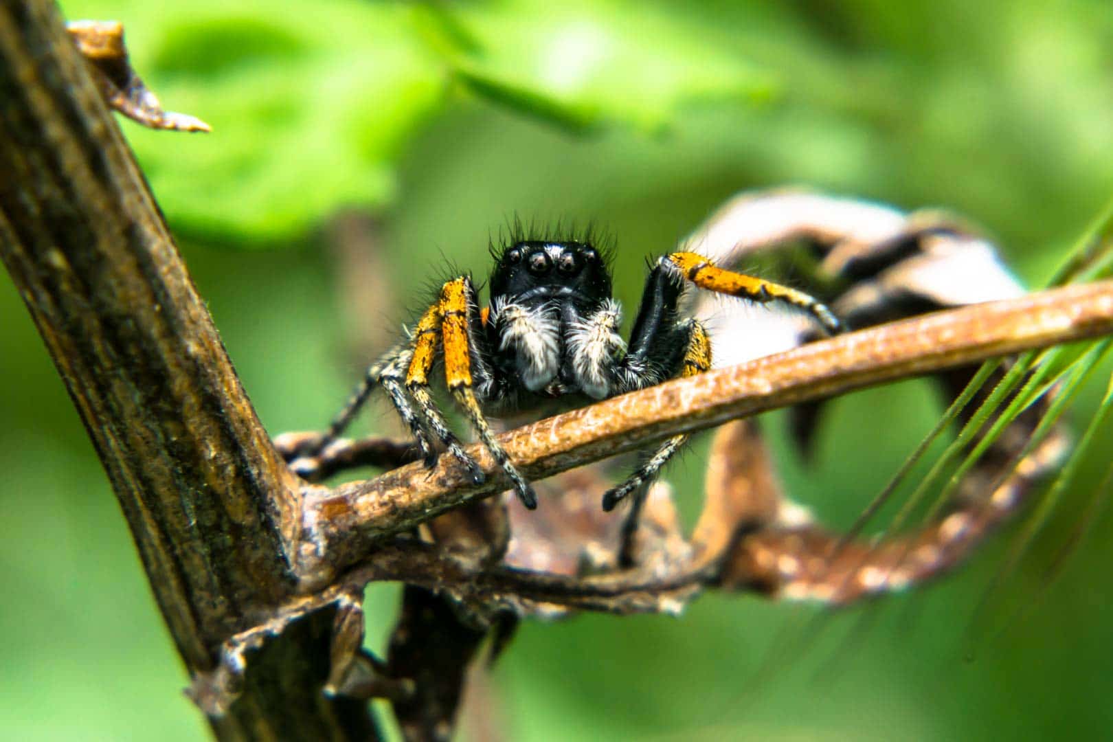 SerialHikers stop autostop world monde tour hitchhiking aventure adventure alternative travel voyage sans avion no fly araignée spider macro animal nature