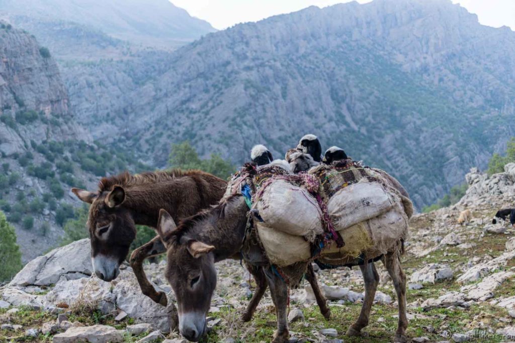 bakhtiari nomades nomads tribus tribes migration zagros mountains montagnes hike randonnée iran serialhikers tour du monde world trip voyage alternatif autostop hitchhiking volontariat volonteering adventure aventure