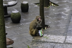 2018-12-02_zhangjiajie-park-002