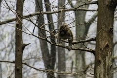 2018-12-02_zhangjiajie-park-006