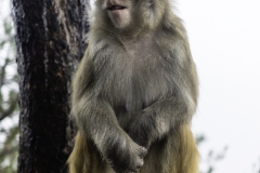 2018-12-03_zhangjiajie-park-007