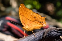 2019-05-09_tioman002