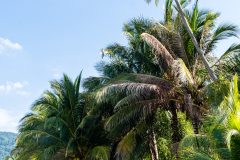 2019-05-10_tioman005