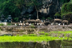 2019-01-10_ninh-binh005