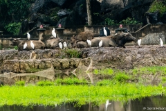 2019-01-10_ninh-binh006